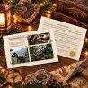 Carte postale Tyrannosaurus rex du kit Voyage dans le temps : le lutin parmi les dinosaures, message au dos
